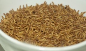 Mealworms, ready to eat. Photo by Pengo, image courtesy of Wikipedia.org